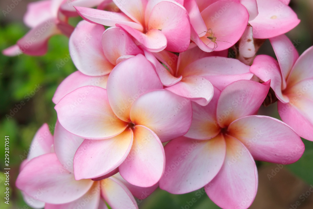 pink plumeria flowers pink plumeria flowers