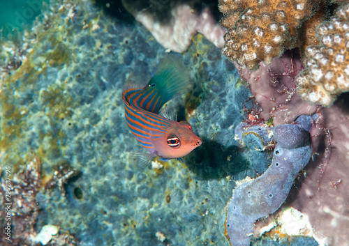 Six stripe wrasse ( pseudocheilinus hexataenia ) swimming over coral reef of Bali, Indonesia photo