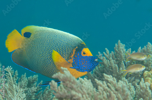 Blueface or yellowface angelfish ( Pomacanthus xanthometopon ) swimming over corals of Bali, Indonesia