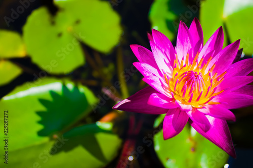 flower lotus water nature