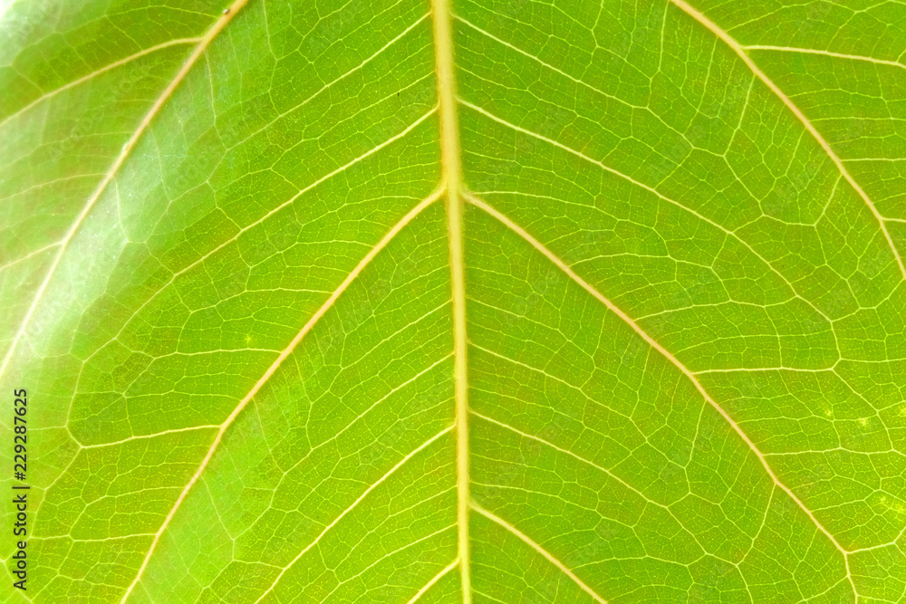 soft focus, green leaf background soft focus, green leaf background