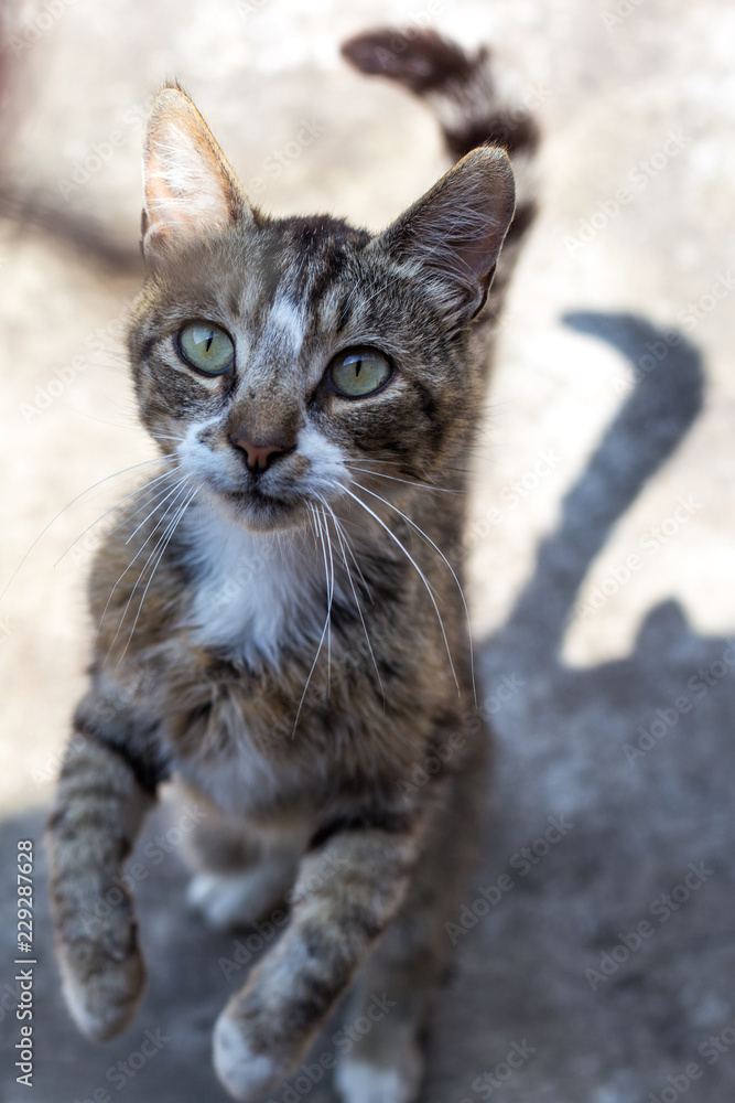 Obraz premium gray cat stands on its hind legs and asks for food