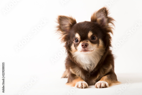 Chihuahua dog laying on white studio background photo