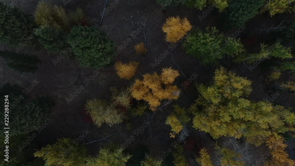 Flying over fall colored trees Flying over fall colored trees
