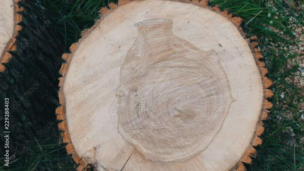 Cross section of the tree. Unusual pattern on the cut of a tree in the form of human heart or a vase Cross section of the tree. Unusual pattern on the cut of a tree in the form of human heart or a vase