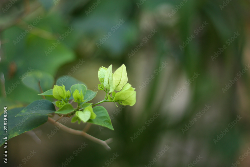 green plant feel fresh in morning green plant feel fresh in morning