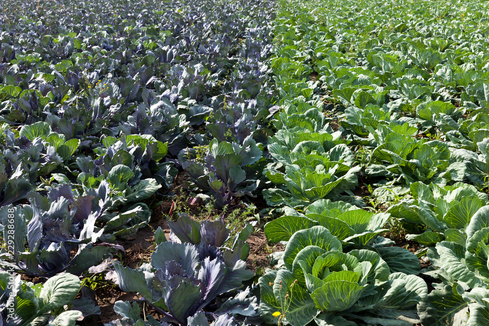 field cabbage field cabbage