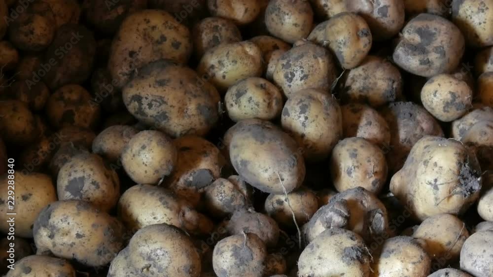 Potato harvest. A lot of potatoes are in the barn Potato harvest. A lot of potatoes are in the barn
