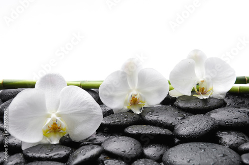 Fototapeta Naklejka Na Ścianę i Meble -  spa concept –three orchid and bamboo grove , wet stones