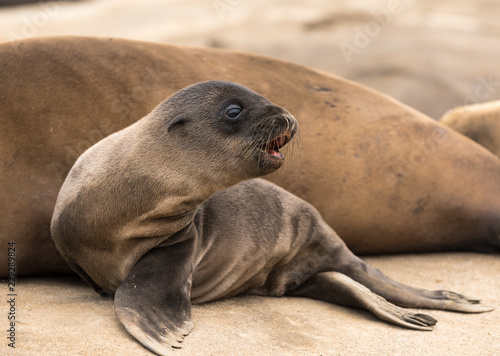 Baby Sea Lion Pup