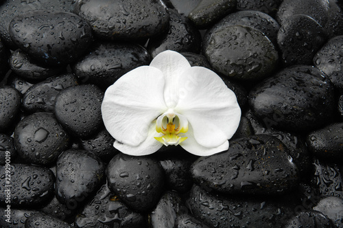 Wet black pebbles and white orchid