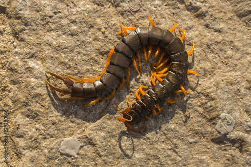 Mediterranean banded centipede. Scolopendra cingulata. photo