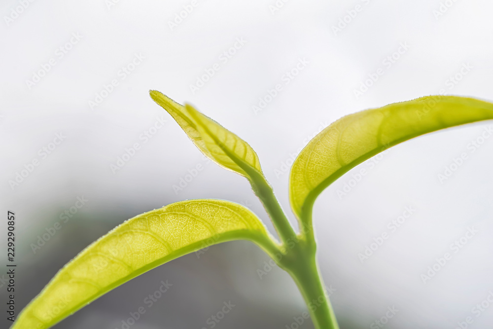 Abstract macro photo of Leaves with shallow depth of field. Abstract macro photo of Leaves with shallow depth of field.