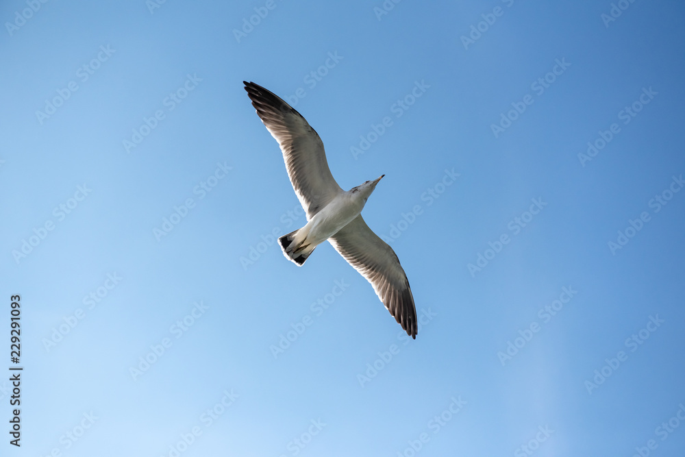 Seagulls are flying with blue sky in Korea. Seagulls are flying with blue sky in Korea.