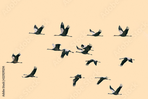 Fifteen Common Cranes Flying on Peach Background photo
