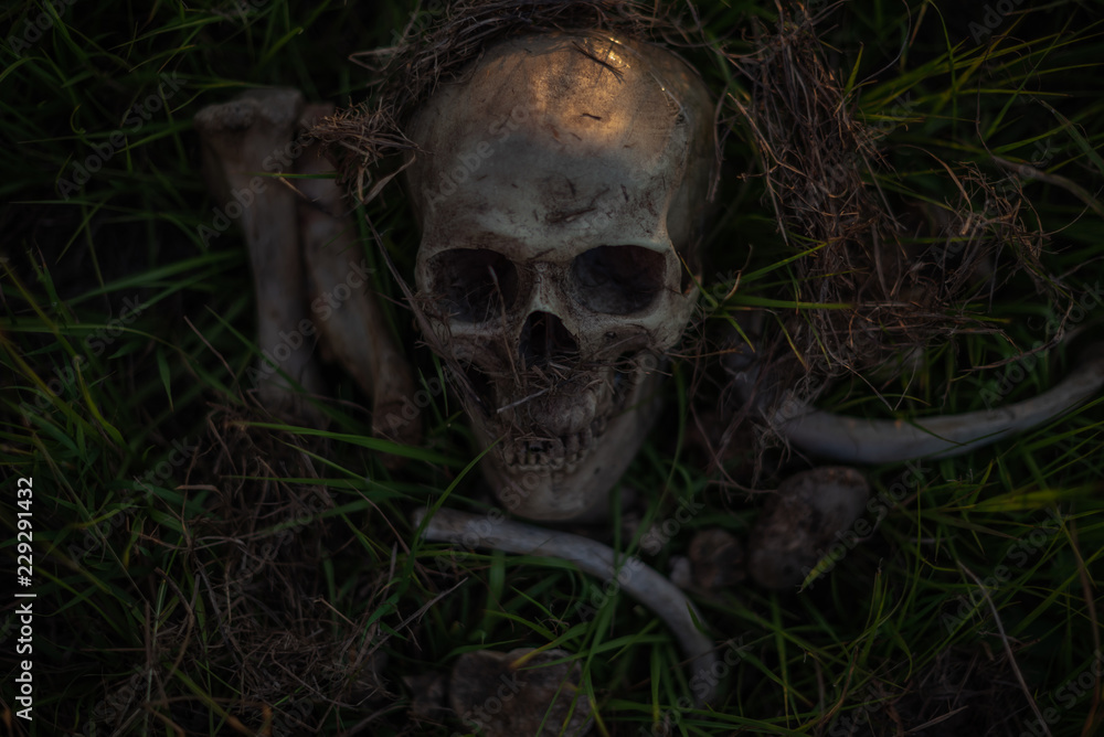 still life, human skulls and bones digged on dry grass in the field which has dim light, Art and background. still life, human skulls and bones digged on dry grass in the field which has dim light, Art and background.