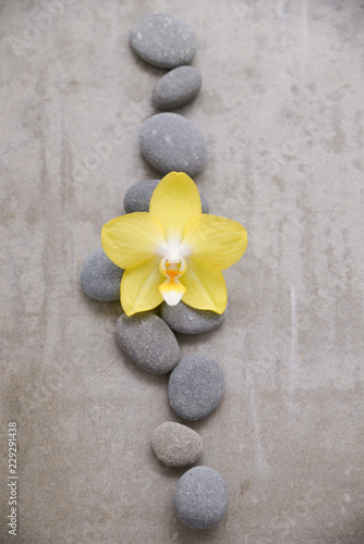 Orchid and stones close up.
