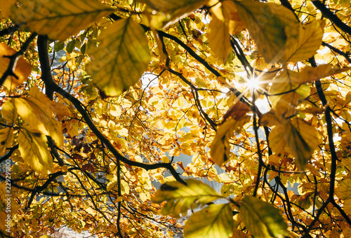 Sunlight through autumnal Beech tree leaves. Norfolk, UK. photo