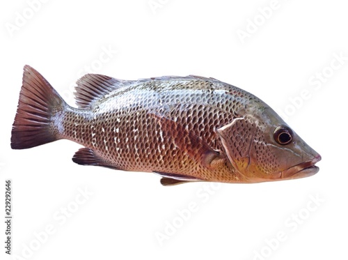 Mangrove red snapper fish isolated on white background 