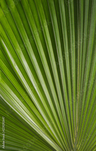 Palma photo. Palm leaf photo. A palm leaf is a texture. Palm backdrop. photo Palm leaf texture