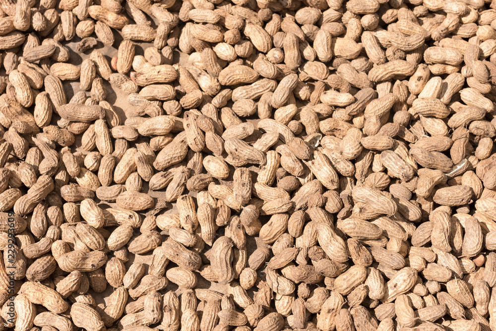 Peanuts seed.Groundnut seeds dried by sunlight Peanuts seed.Groundnut seeds dried by sunlight