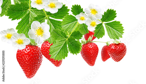 garden strawberries on white isolated