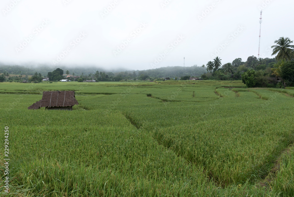 Green rice field in cloudy morning