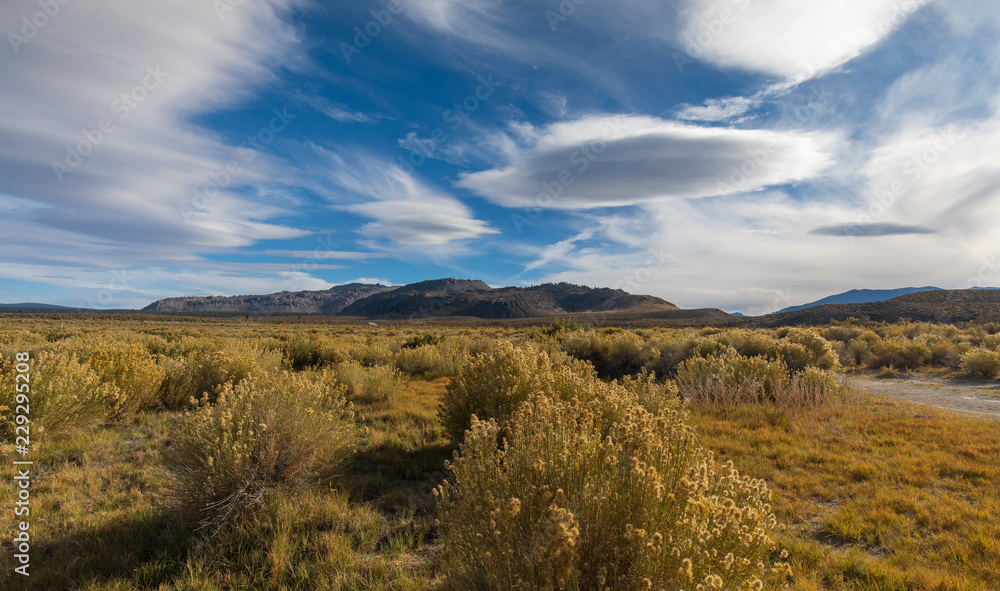 high desert with yellow wild flowers high desert with yellow wild flowers