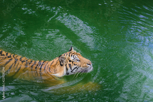 Fototapeta Naklejka Na Ścianę i Meble -  Bengal Tiger exercise in water at the zoo.