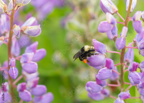Wild Bumblebee (Bombus) feeding on a purple lupine flower (Lupinus)