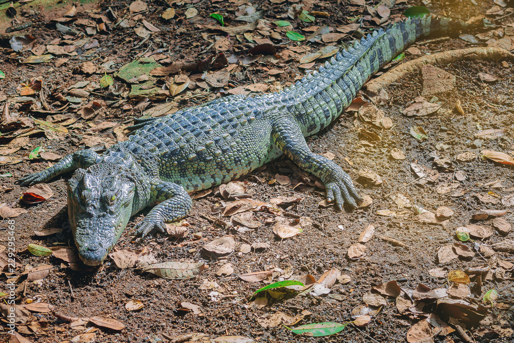 Fototapeta premium Freshwater crocodile, Siamese crocodile, Crocodile Resting at Crocodile Farm.