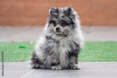 pomerania cachorro color azul mirlo 