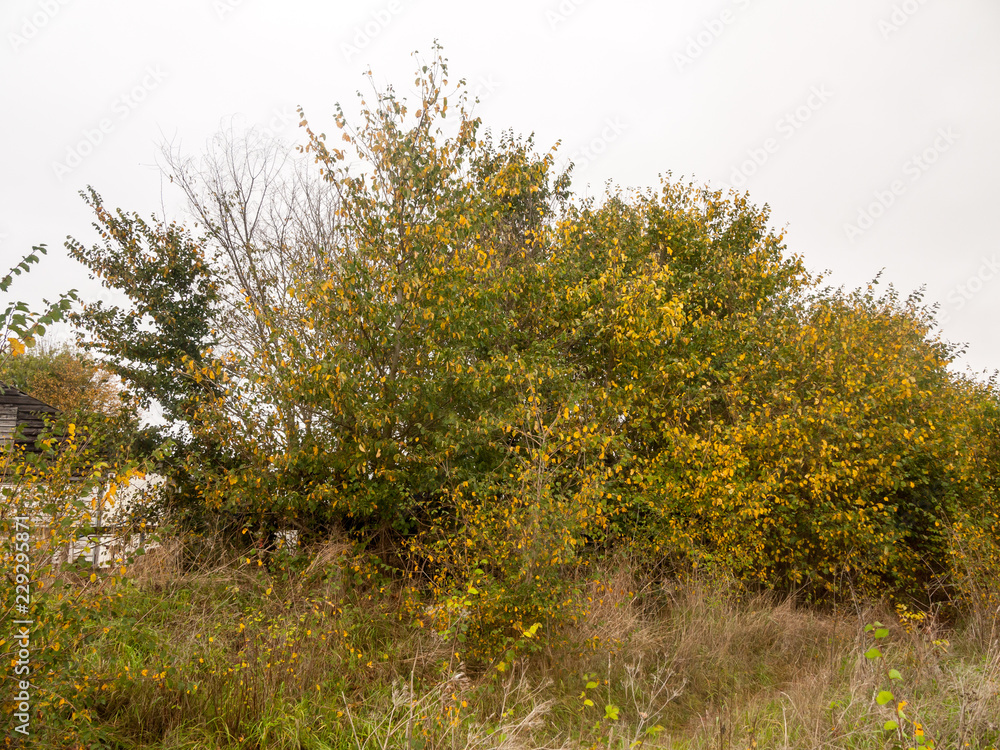Fototapeta premium outside yellow and green leaves falling fall autumn foliage nature landscape