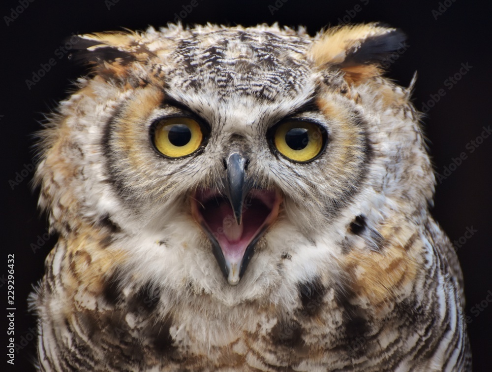 Naklejka premium A Great Horned Owl (Bubo virginianus), aka the Tiger Owl.