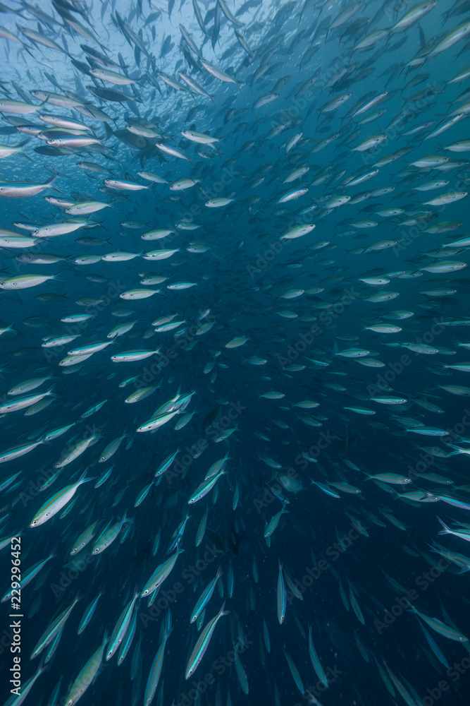 School of fusilier fish moving in open blue School of fusilier fish moving in open blue