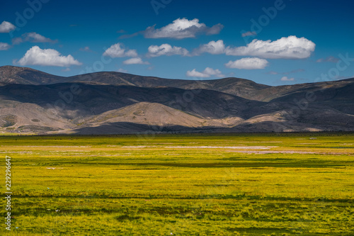 Field with yellow grass in Bolivia
