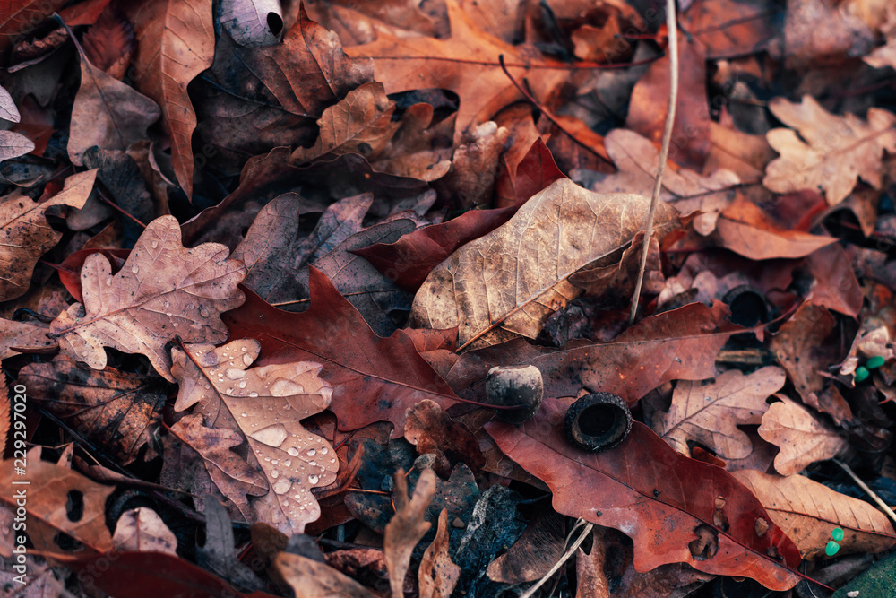 Bed of Autumn Leaves Bed of Autumn Leaves
