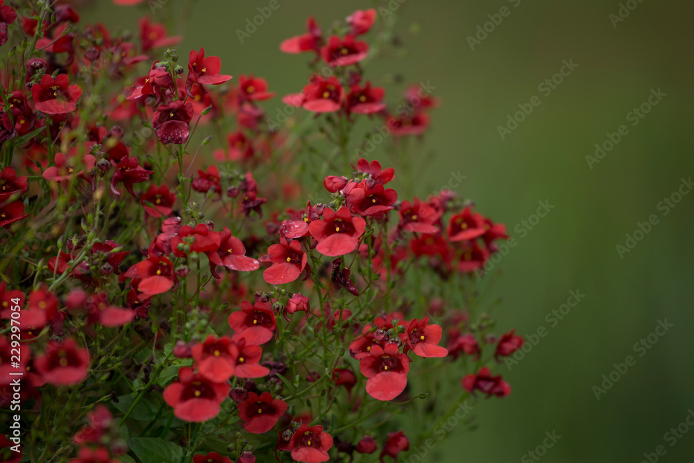 Red flowers on green background