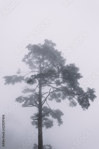 The Mount Emei after the heavy snow photo