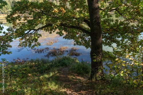 Fototapeta Naklejka Na Ścianę i Meble -  Осень, дуб на берегу пруда.