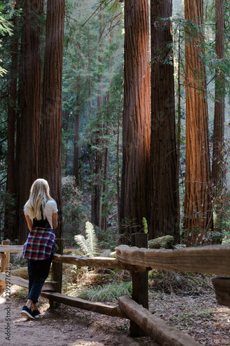 Muir Woods photo