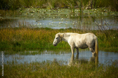 Caballo Blanco