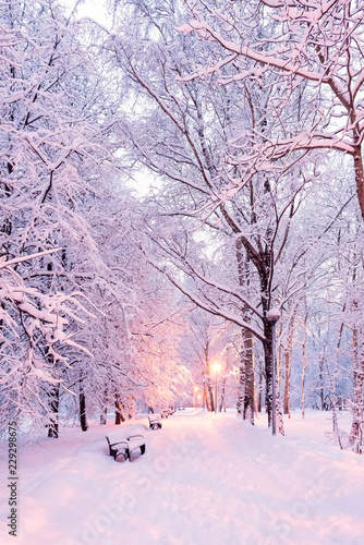 Winter park before dawn in the light of a lantern. Snow shops and paths. Trees in the snow