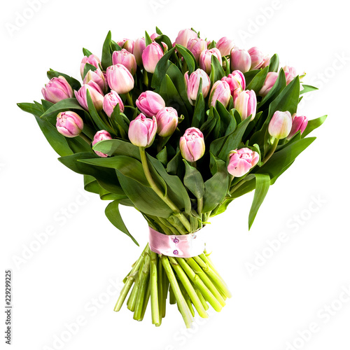 Fresh, lush bouquet of pink tulips isolated on white