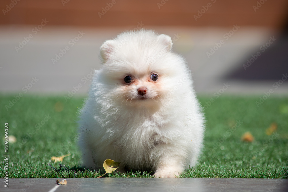 Ταπετσαρία pomerania crema claro