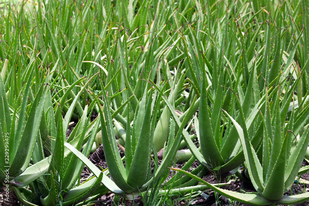 Obraz premium Aloe vera farm.