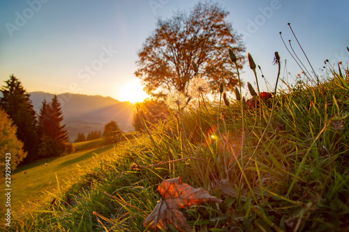 Allgäu - Herbst - Laub - Sonne - Baum - Wiese photo