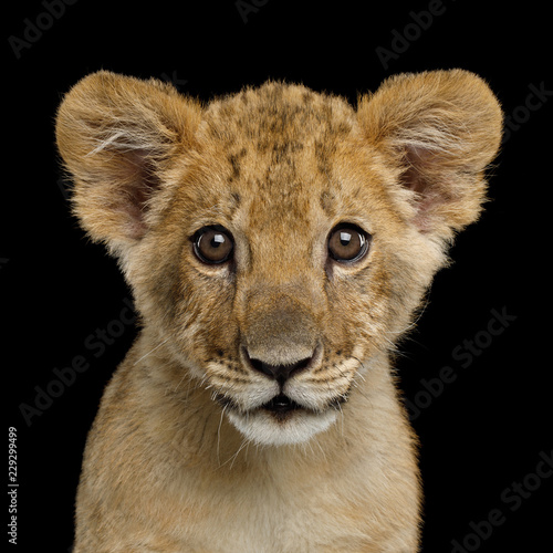 Fototapeta Naklejka Na Ścianę i Meble -  Portrait of Lion Cub Gazing in Camera Isolated on Black Background, front view