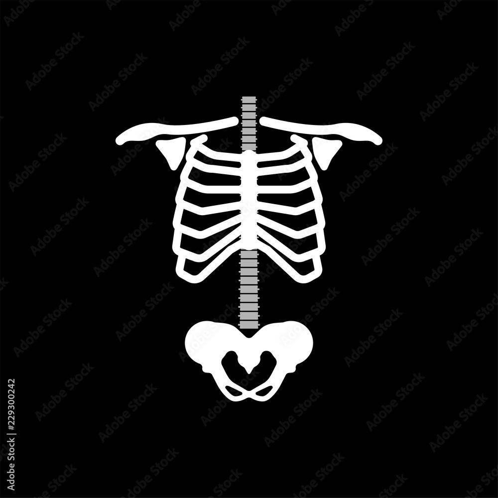 Rib cage. Ribs spine and hip bone. Skeleton anatomy human. Skeletal