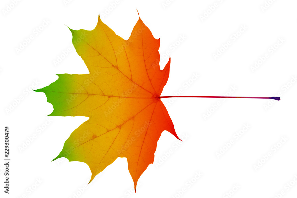 Fototapeta premium Maple leaf with colorful pattern isolated on white background. Closeup
